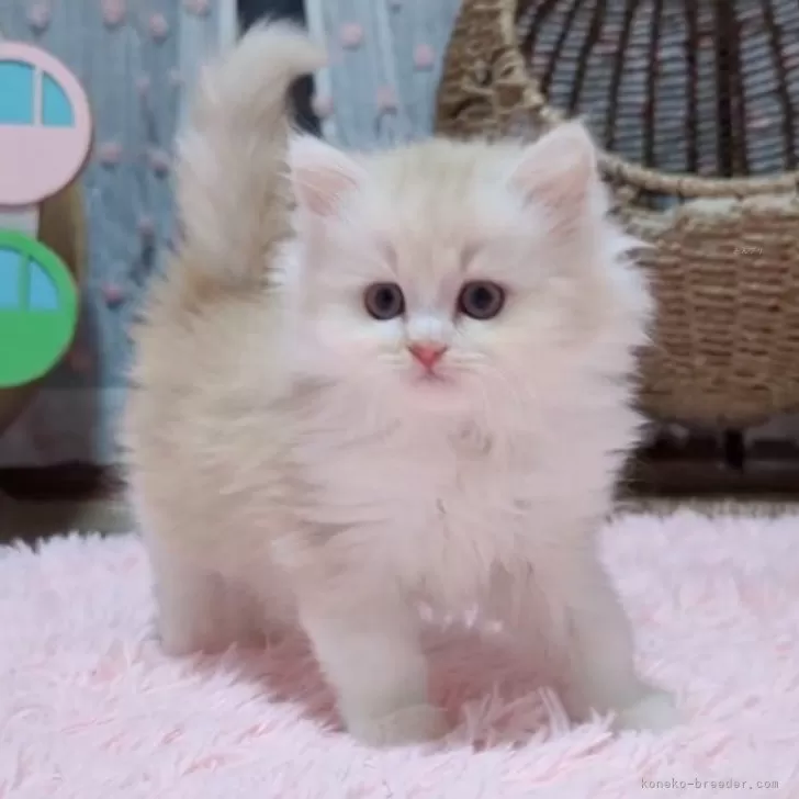 ID:2412-02351の子猫
