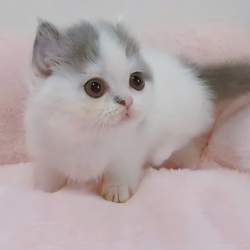 ミヌエット(短足)【愛媛県・女の子・2025年4月15日・ブルータビーアンドホワイト】の写真「キュート🩷可愛いまるまる女の子🩷」