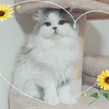 ミヌエット(長足)【愛媛県・男の子・2024年9月15日・ブルータビーアンドホワイト】の写真「立派で　性格もよく　懐こい❤️❤️」