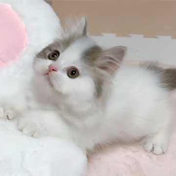ミヌエット(長足)【愛媛県・男の子・2025年4月18日・ブルータビーアンドホワイト 】の写真「懐こすぎて可愛すぎて🥰抱っこ好きで🩷」
