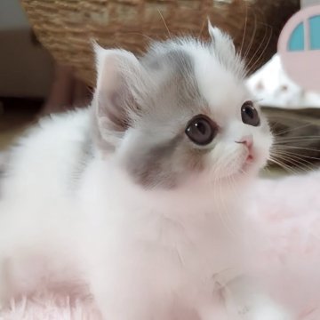 ミヌエット(長足)【愛媛県・女の子・2025年4月15日・ブルータビーアンドホワイト】の写真「クリクリお目目のスーパー可愛い女の子❤️❤️」