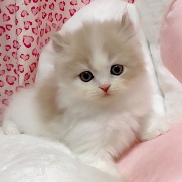 ミヌエット(長足)【愛媛県・男の子・2025年5月22日・クリームタビーアンドホワイト】の写真「相当可愛い男の子😀❤️」