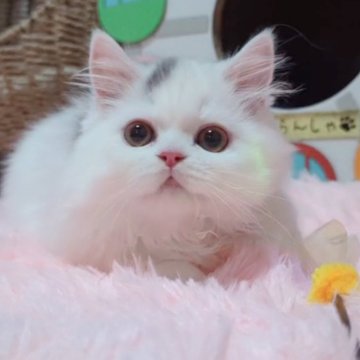 ミヌエット(長足)【愛媛県・男の子・2025年2月28日・ブルータビーアンドホワイト】の写真「美猫💓💓艶々ふさふさ❤️❤️」