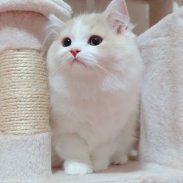 ミヌエット(長足)【愛媛県・女の子・2024年9月27日・カメオタビーアンドホワイト】の写真「懐こくて可愛いです❤️❤️べったりちゃん😊」
