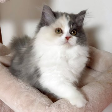 ミヌエット(長足)【愛媛県・女の子・2025年8月24日・ブルーシルバータビーアンドホワイト】の写真「懐こい良い子です🥰💕」