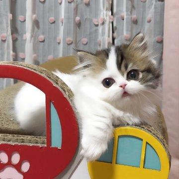 ミヌエット(短足)【愛媛県・女の子・2025年9月16日・ブラウンタビーアンドホワイト】の写真「最強に可愛い女の子💓飼いやすいです。」