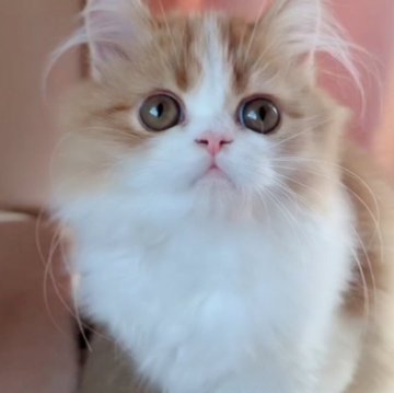 ミヌエット(長足)【愛媛県・男の子・2025年6月17日・レッドタビーアンドホワイト】の写真「見事に可愛くなってます🥰❤️」