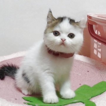 ミヌエット(長足)【愛媛県・女の子・2025年9月16日・ブラウンタビーアンドホワイト】の写真「お目目クリクリの可愛い女の子🍎🍎」