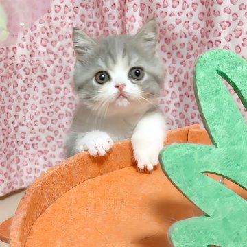 ミヌエット(長足)【愛媛県・女の子・2024年12月3日・ブルータビーアンドホワイト】の写真「お目目くりくりのかわいい女の子💕」