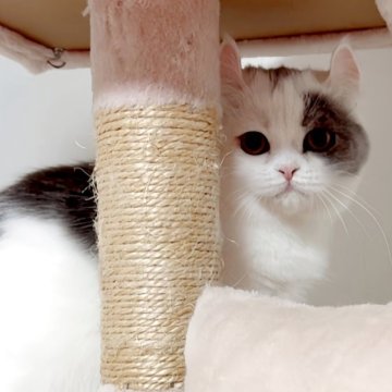 ミヌエット(長足)【愛媛県・女の子・2025年4月15日・ブルータビーアンドホワイト】の写真「可愛く成長しました😊💕」