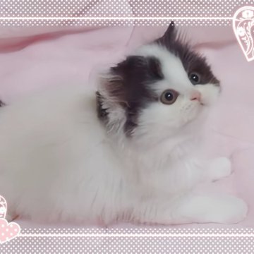ミヌエット(長足)【愛媛県・男の子・2025年2月28日・ブラックアンドホワイト】の写真「かなり可愛い🩷」