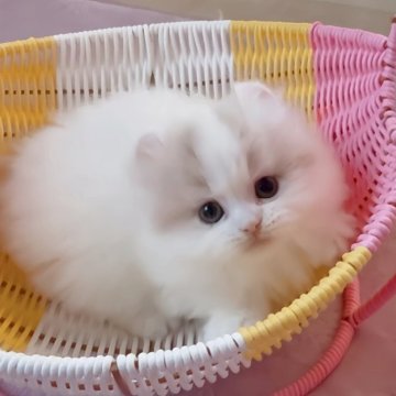 ミヌエット(短足)【愛媛県・女の子・2025年10月5日・クリームタビーアンドホワイト】の写真「可愛い可愛い女の子😍💓」