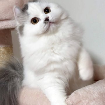 ミヌエット(長足)【愛媛県・女の子・2025年4月15日・ブルータビーアンドホワイト】の写真「フサフサの穏やかや良い子です😊💕」