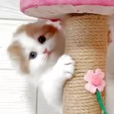 スコティッシュフォールド(折れ耳)