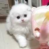 スコティッシュフォールド(折れ耳)
