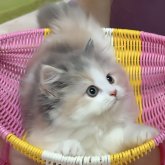 マンチカン(長足)
