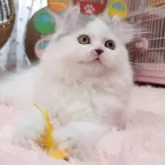 ミヌエット(長足)