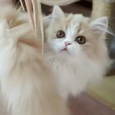 ミヌエット(長足)