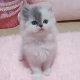 ミヌエット(長足)