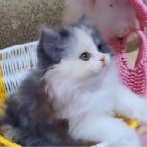 ミヌエット(長足)