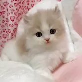 ミヌエット(長足)