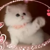 ペルシャ(チンチラ)