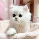 ペルシャ(チンチラ)