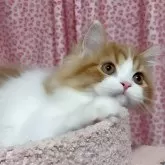 スコティッシュフォールド(立ち耳)
