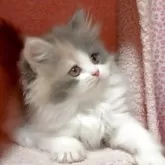 ミヌエット(長足)
