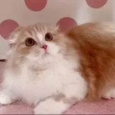 スコティッシュフォールド(折れ耳)
