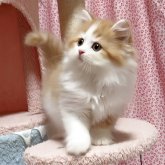 スコティッシュフォールド(立ち耳)