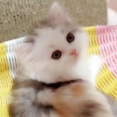 ミヌエット(長足)