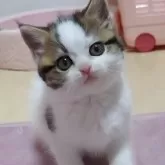 ミヌエット(長足)