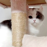 ミヌエット(長足)