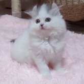 ミヌエット(長足)