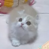 ミヌエット(短足)