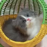 ミヌエット(長足)