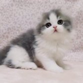 ミヌエット(長足)