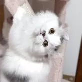 ミヌエット(長足)【愛媛県・女の子・2025年4月15日・ブルータビーアンドホワイト】の写真2