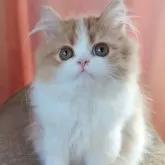 ミヌエット(長足)【愛媛県・男の子・2025年6月17日・レッドタビーアンドホワイト】の写真2