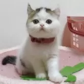 ミヌエット(長足)【愛媛県・女の子・2025年9月16日・ブラウンタビーアンドホワイト】の写真3