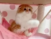 スコティッシュフォールド(折れ耳)【愛媛県・女の子・2024年10月9日・レッドタビーアンドホワイト】の写真3