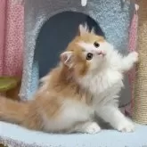 スコティッシュフォールド(立ち耳)【愛媛県・女の子・2025年7月11日・レッドタビーアンドホワイト】の写真3