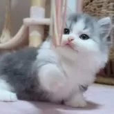 ミヌエット(短足)【愛媛県・男の子・2025年8月24日・シルバータビーアンドホワイト】の写真3