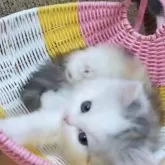 ミヌエット(長足)【愛媛県・女の子・2025年8月24日・シルバーパッチドタビーアンドホワイト】の写真3