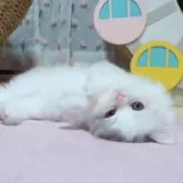 ミヌエット(長足)【愛媛県・女の子・2025年8月24日・シルバーパッチドタビーアンドホワイト】の写真4