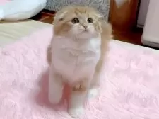 スコティッシュフォールド(折れ耳)【愛媛県・女の子・2024年10月9日・レッドタビーアンドホワイト】の写真5