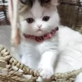 ミヌエット(長足)【愛媛県・女の子・2025年9月16日・ブラウンタビーアンドホワイト】の写真5