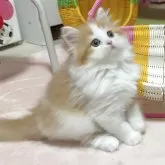 スコティッシュフォールド(立ち耳)【愛媛県・女の子・2025年7月11日・レッドタビーアンドホワイト】の写真5