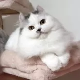 ミヌエット(長足)【愛媛県・女の子・2025年4月15日・ブルータビーアンドホワイト】の写真5